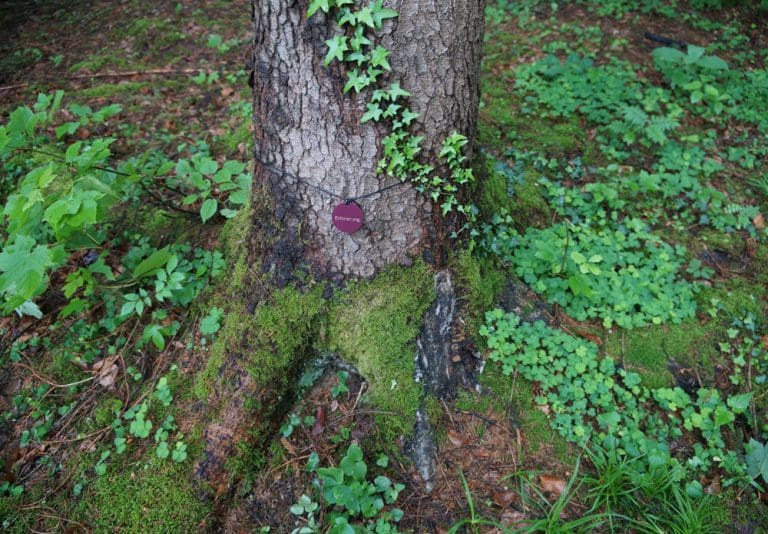 Wald der Ewigkeit Kundl Tirol1_Naturbestattung GmbH