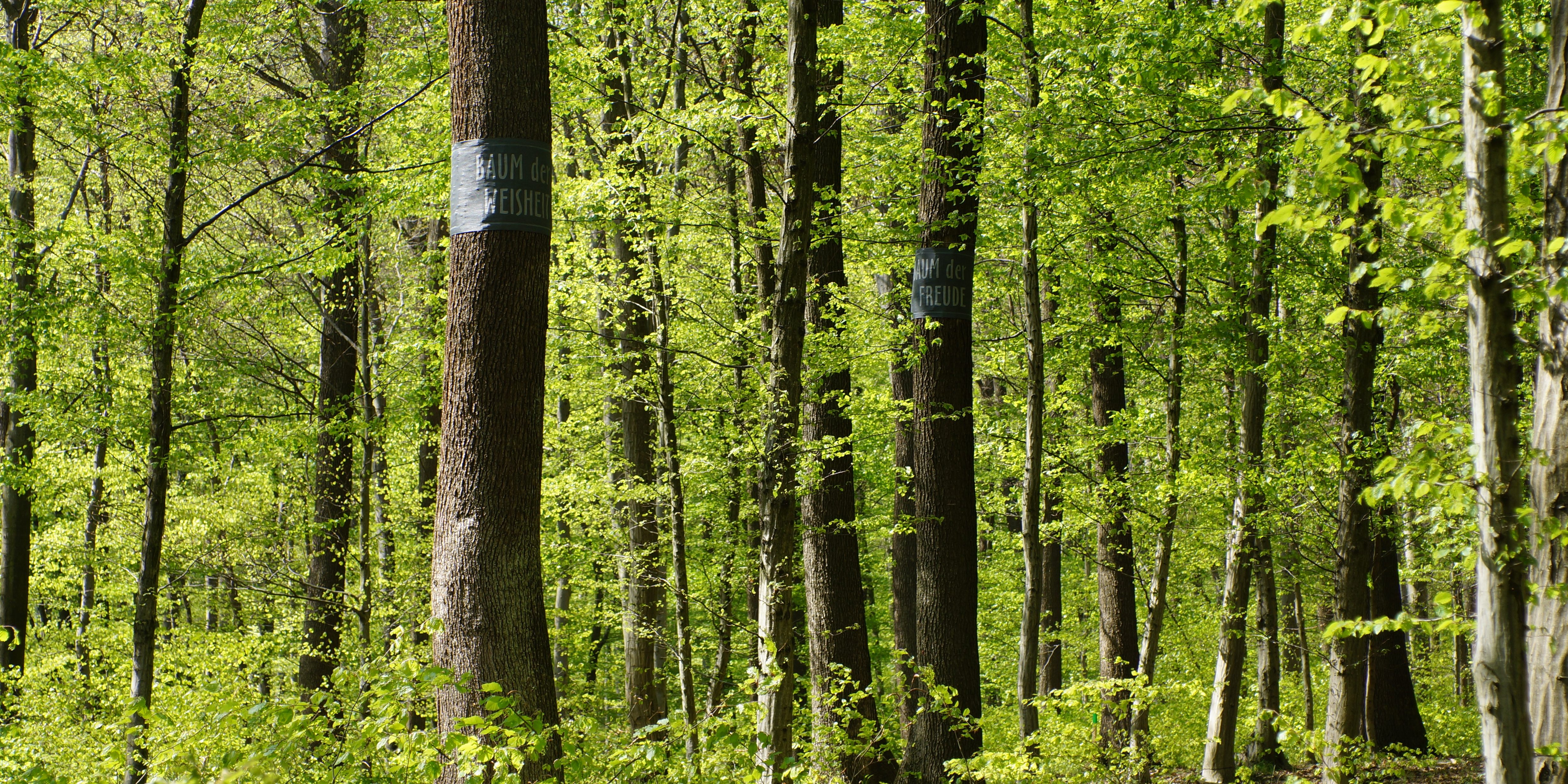 Wald der Ewigkeit_Naturbestattung GmbH