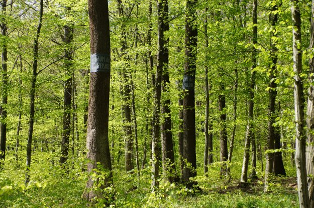 Wald der Ewigkeit_Naturbestattung GmbH
