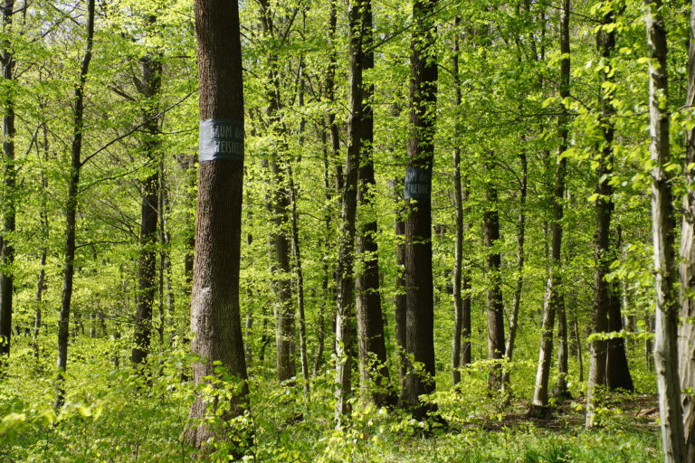 Wald der Ewigkeit_Naturbestattung GmbH