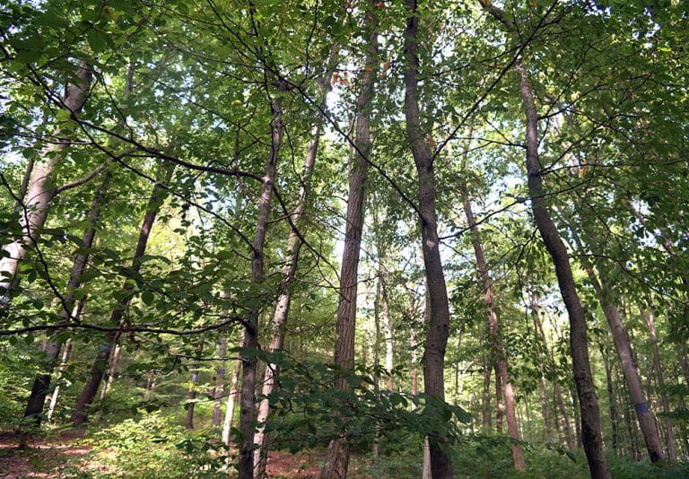 Sternenkind im Wald der Ewigkeit_Baumbestattung_Naturbestattung GmbH5