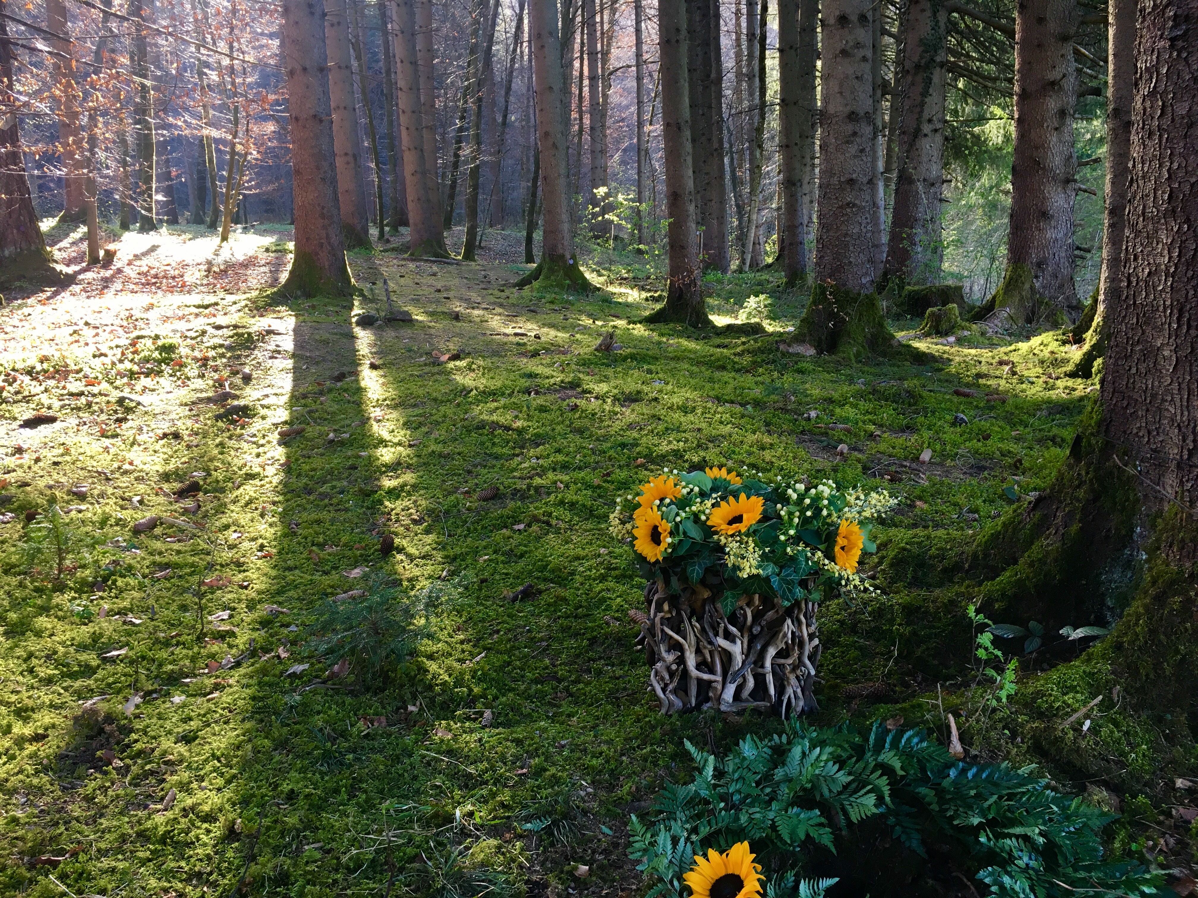 Wald der Ewigkeit in Kundl Tirol_Baumbestattung in Tirol Naturbestattung GmbH