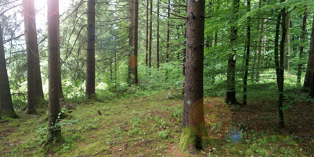 Baumbestattung im Wald der Ewigkeit in Kundl Tirol Waldfriedhof_Naturbestattung Gmbh Zadrobilek