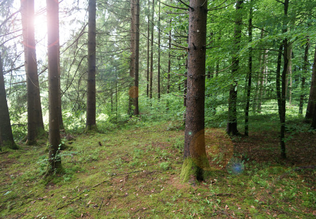 Baumbestattung im Wald der Ewigkeit in Kundl Tirol Waldfriedhof_Naturbestattung Gmbh Zadrobilek