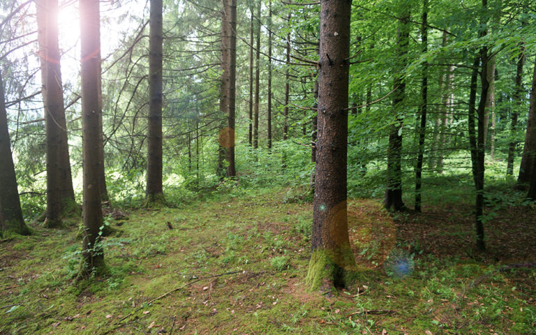 Baumbestattung im Wald der Ewigkeit in Kundl Tirol Waldfriedhof_Naturbestattung Gmbh Zadrobilek