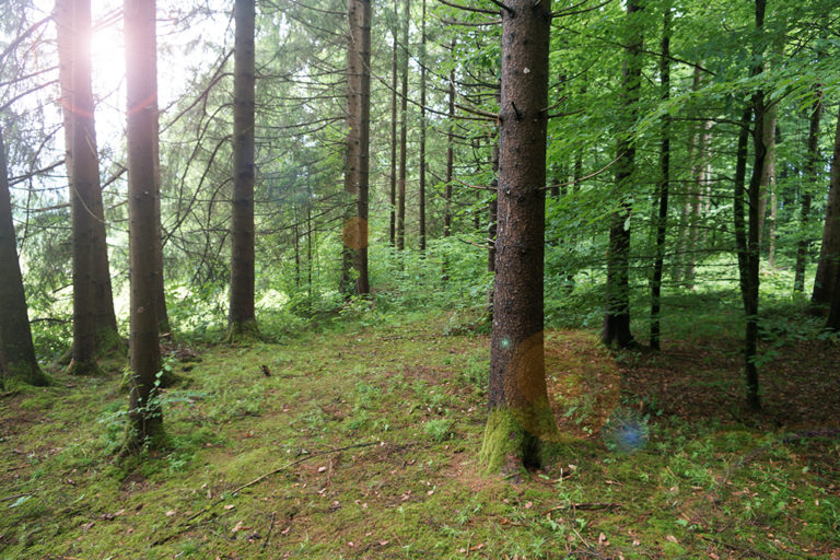 Baumbestattung im Wald der Ewigkeit in Kundl Tirol Waldfriedhof_Naturbestattung Gmbh Zadrobilek