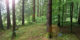 Baumbestattung im Wald der Ewigkeit in Kundl Tirol Waldfriedhof_Naturbestattung Gmbh Zadrobilek