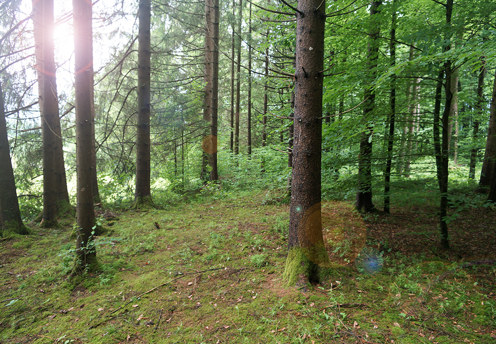 Baumbestattung im Wald der Ewigkeit in Kundl Tirol Waldfriedhof_Naturbestattung Gmbh Zadrobilek