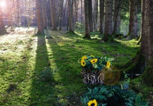 Baumbestattung und Urnenbeisetzung im Wald der Ewigkeit in Kundl Tirol Waldfriedhof_Naturbestattung Gmbh Zadrobilek