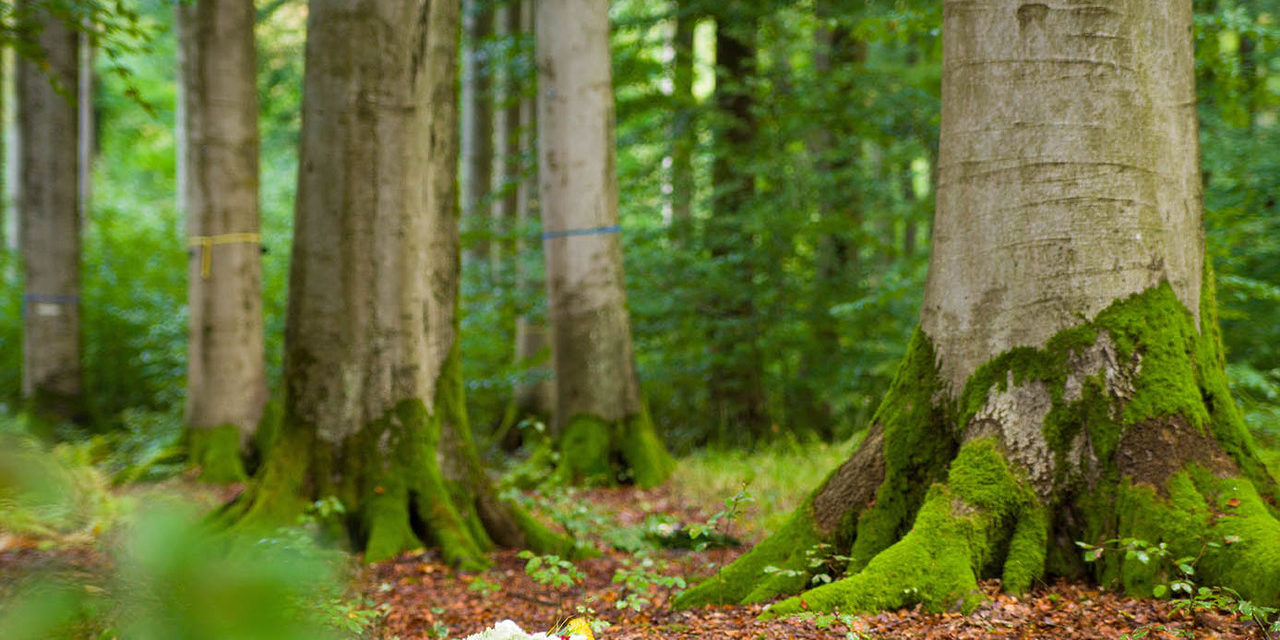 Klosterwald CI Baumbestattung Naturbestattung Gmbh