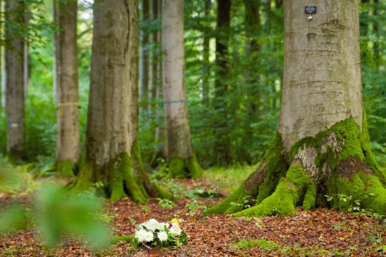 Klosterwald CI Baumbestattung Naturbestattung Gmbh