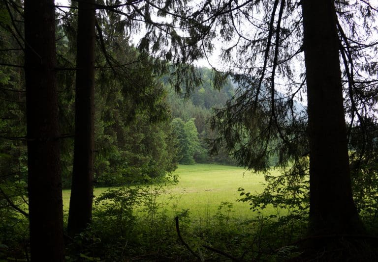 Baumbestattung im Wald der Ewigkeit Kundl