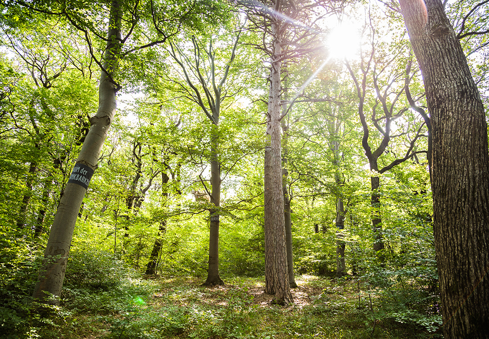 Baumbestattung im Wald der Ewigkeit in Gießhübl / Mödling bei Wien Waldfriedhof_Naturbestattung Gmbh Zadrobilek