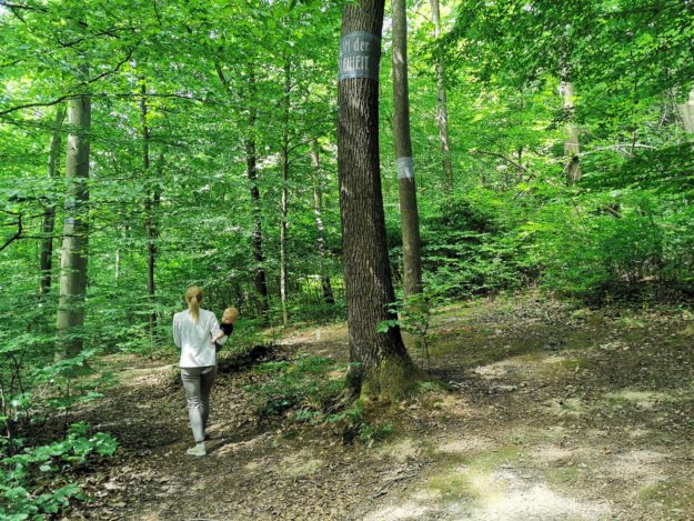 Die Natur im Wald der Ewigkeit genießen Naturbestattung GmbH