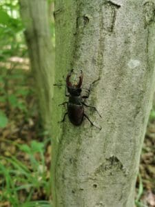 Die Natur im Wald der Ewigkeit genießen Naturbestattung Gmbh