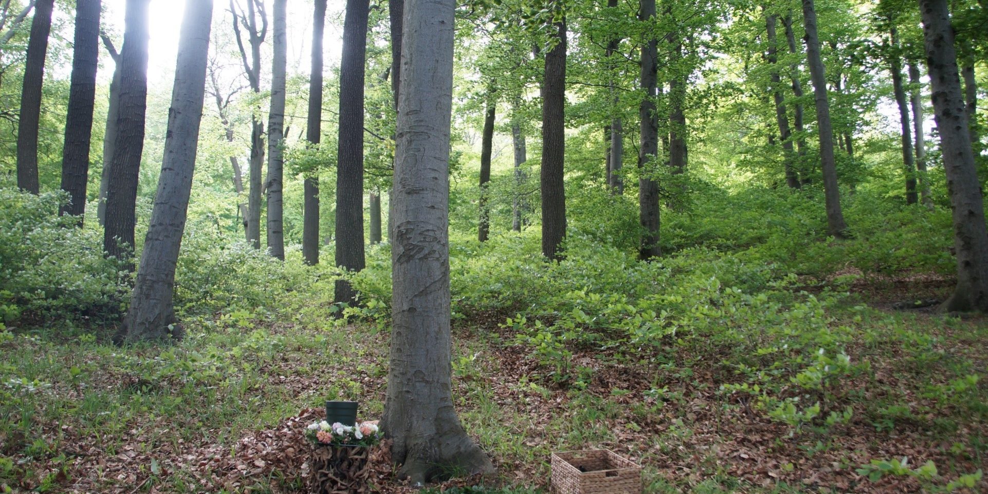 Baumbestattung im Klosterwald Kahlenberg Naturbestattung GmbH