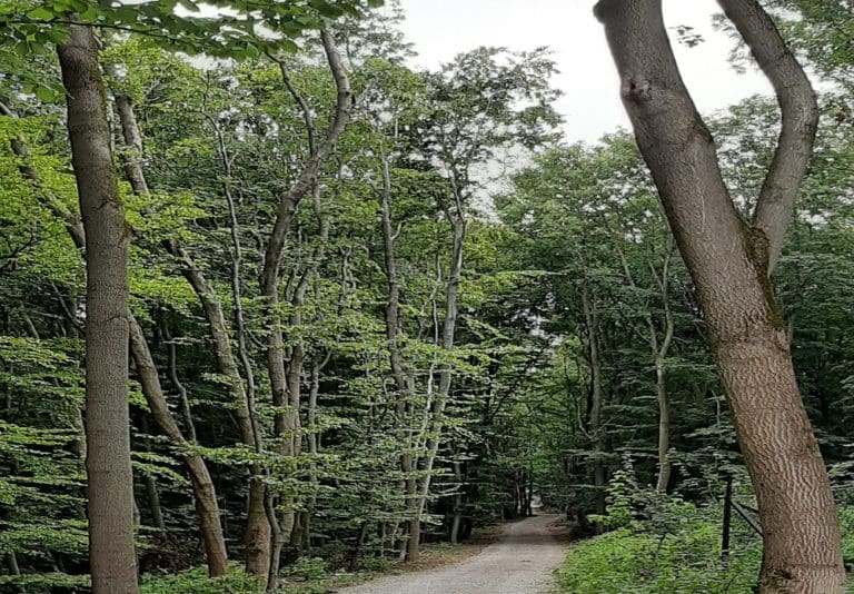 Klosterwald Kahlenberg Naturbestattung GmbH