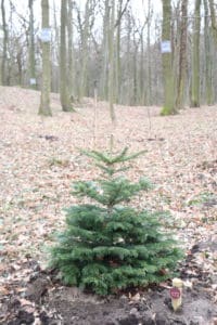 Noch mehr Vielfalt im Wald der Ewigkeit in Bisamberg Naturbestattung GmbH