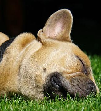 french-bulldog-g90fcdabd7_640