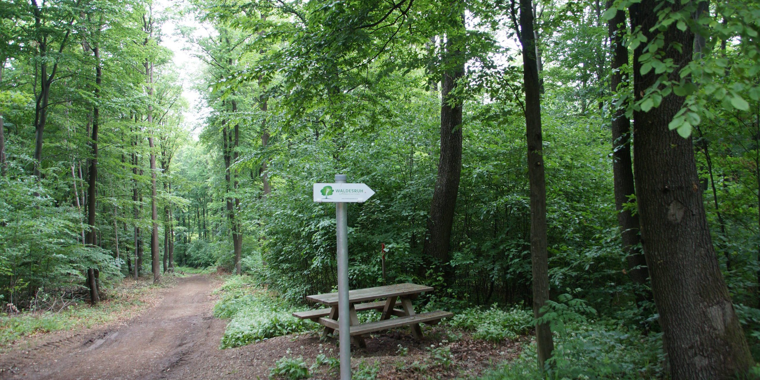 Neuer Bestattungswald in Breitenfurt – „Waldesruh“ Naturbestattung GmbH