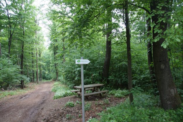 Neuer Bestattungswald in Breitenfurt – „Waldesruh“ Naturbestattung GmbH